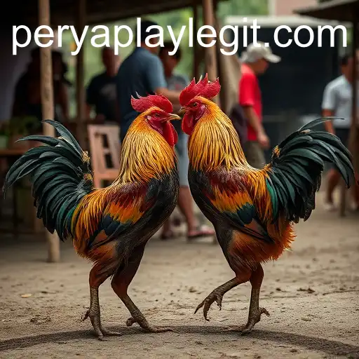 Exploring the Controversial Tradition of Cockfighting in PeryaPlay